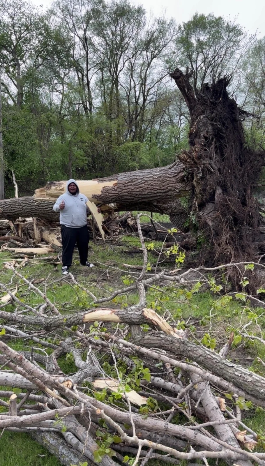 Large storm-damaged uprooted tree