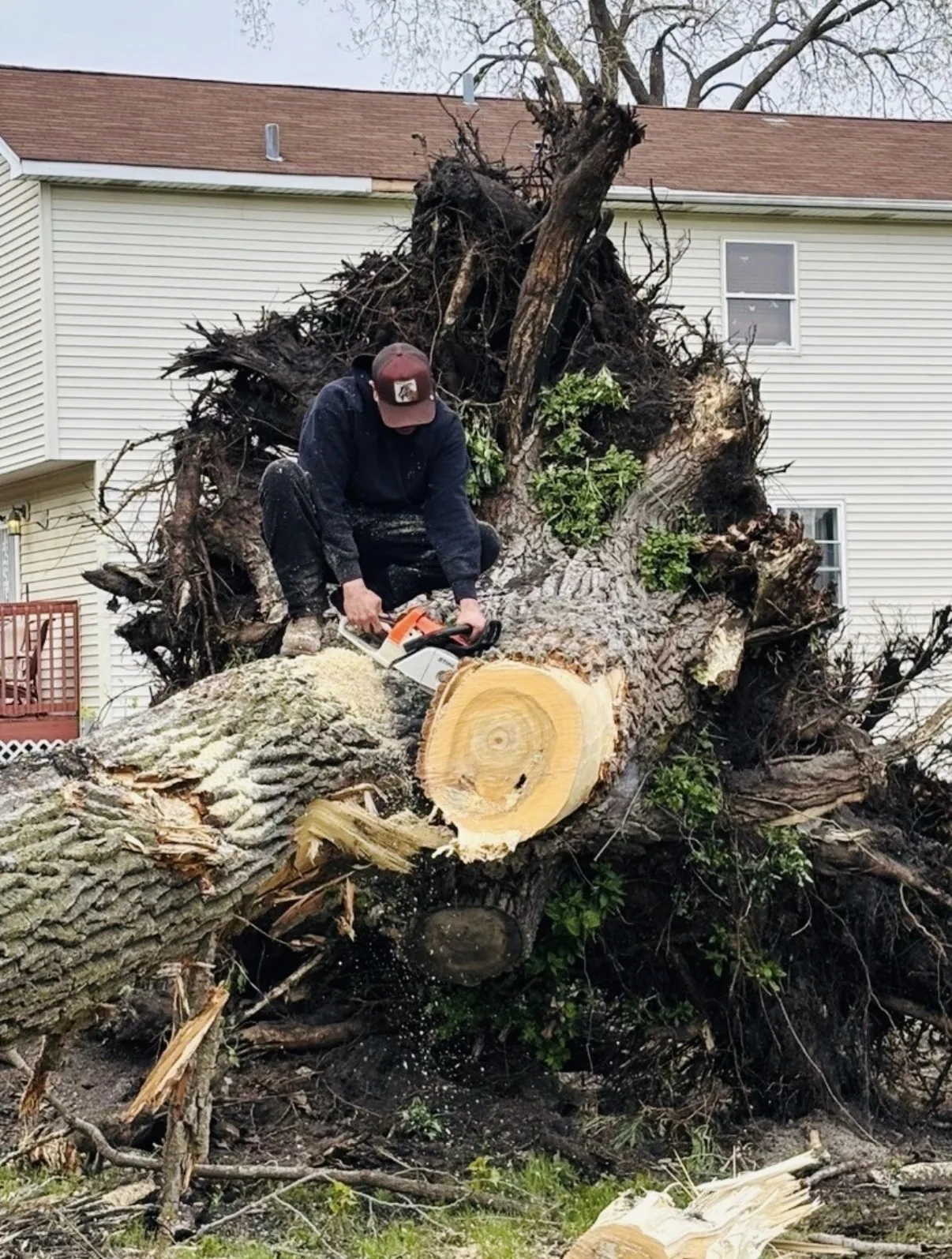 Chainsaw work on a large fallen tree