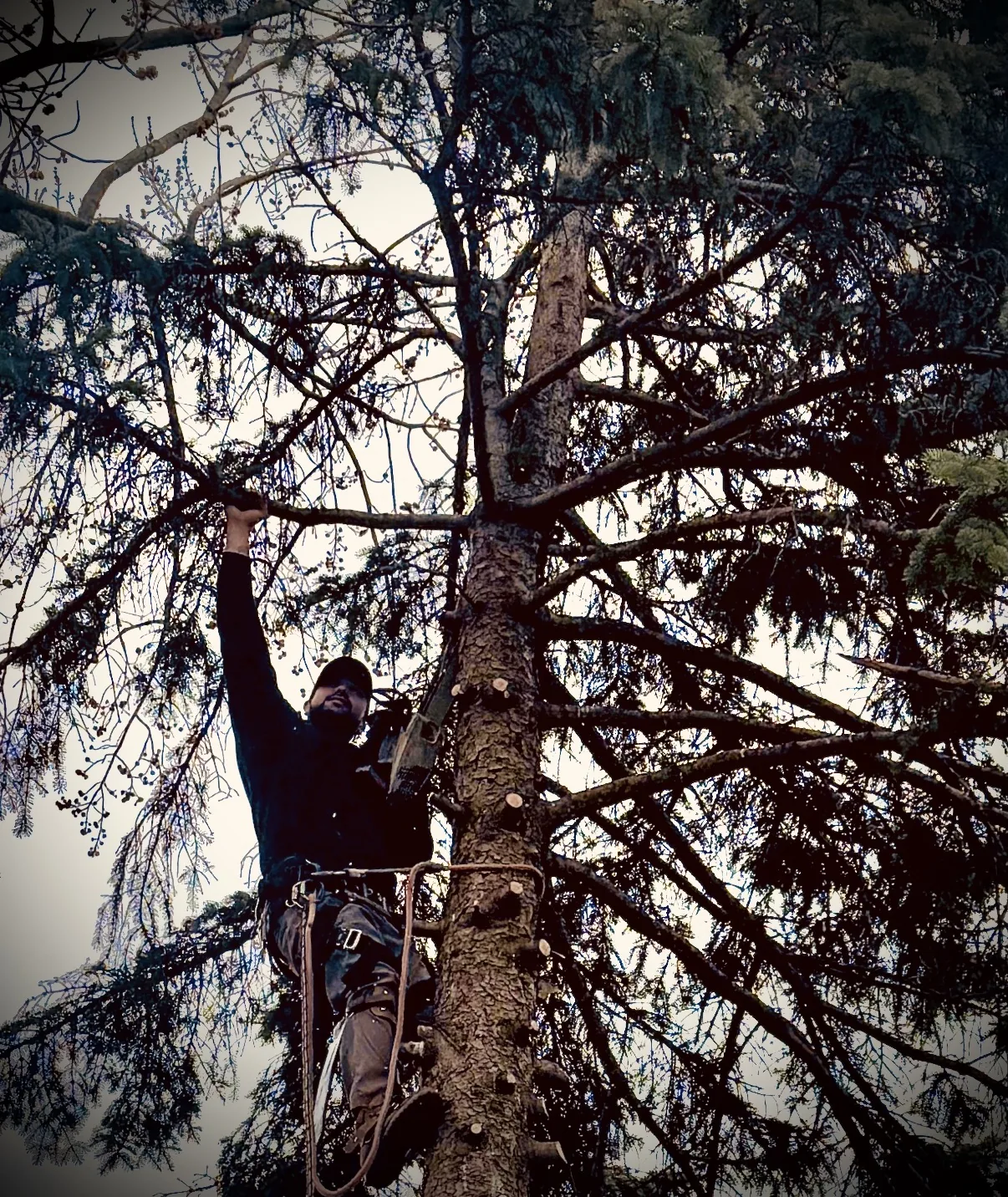 Tree climber performing trimming work