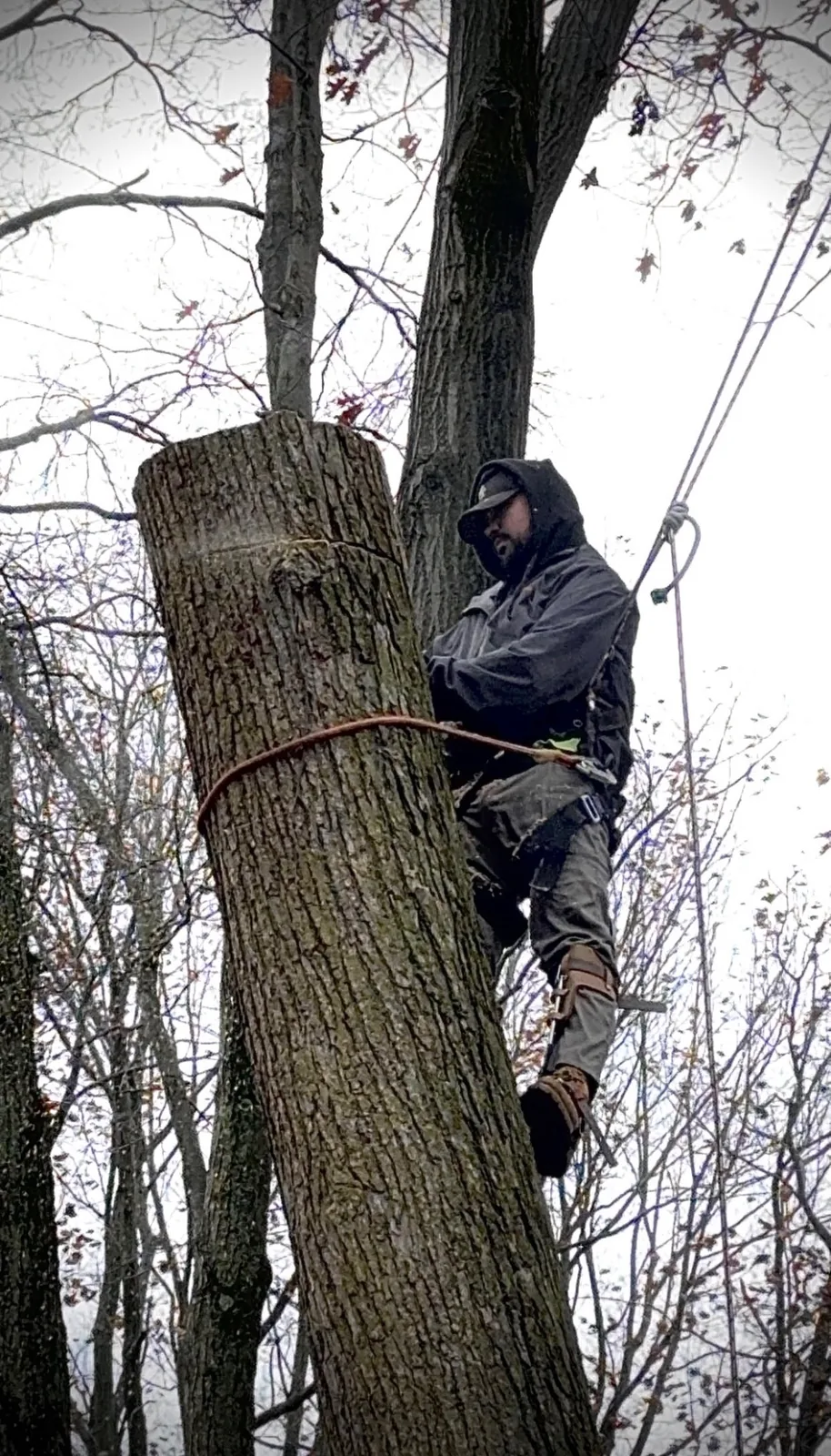 Tree climber secured with ropes while working on a large tree