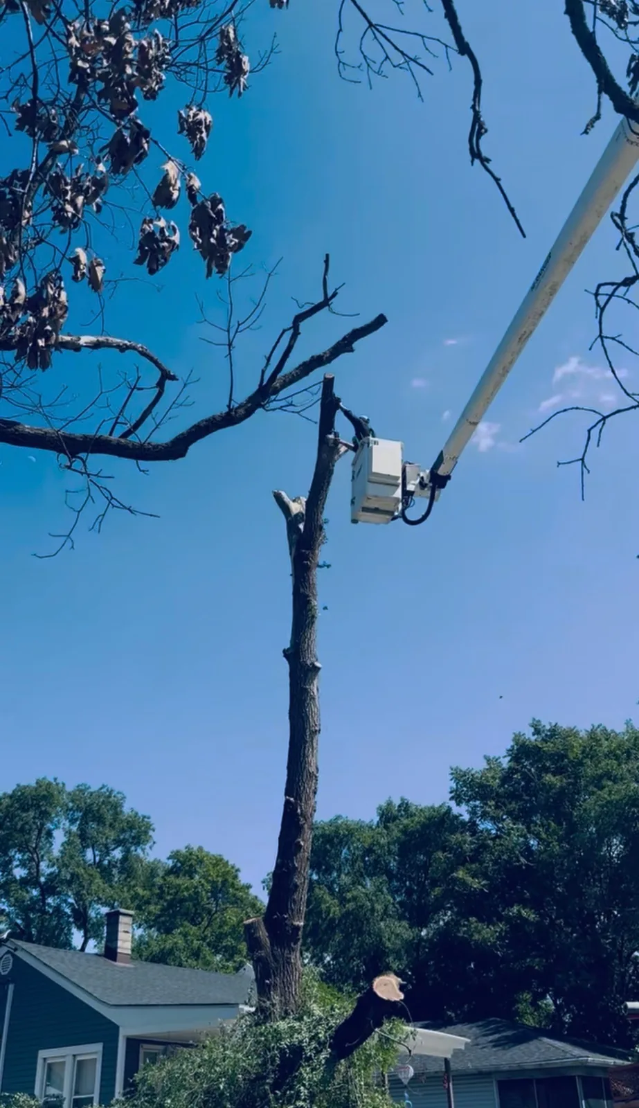 Bucket truck tree removal near a home